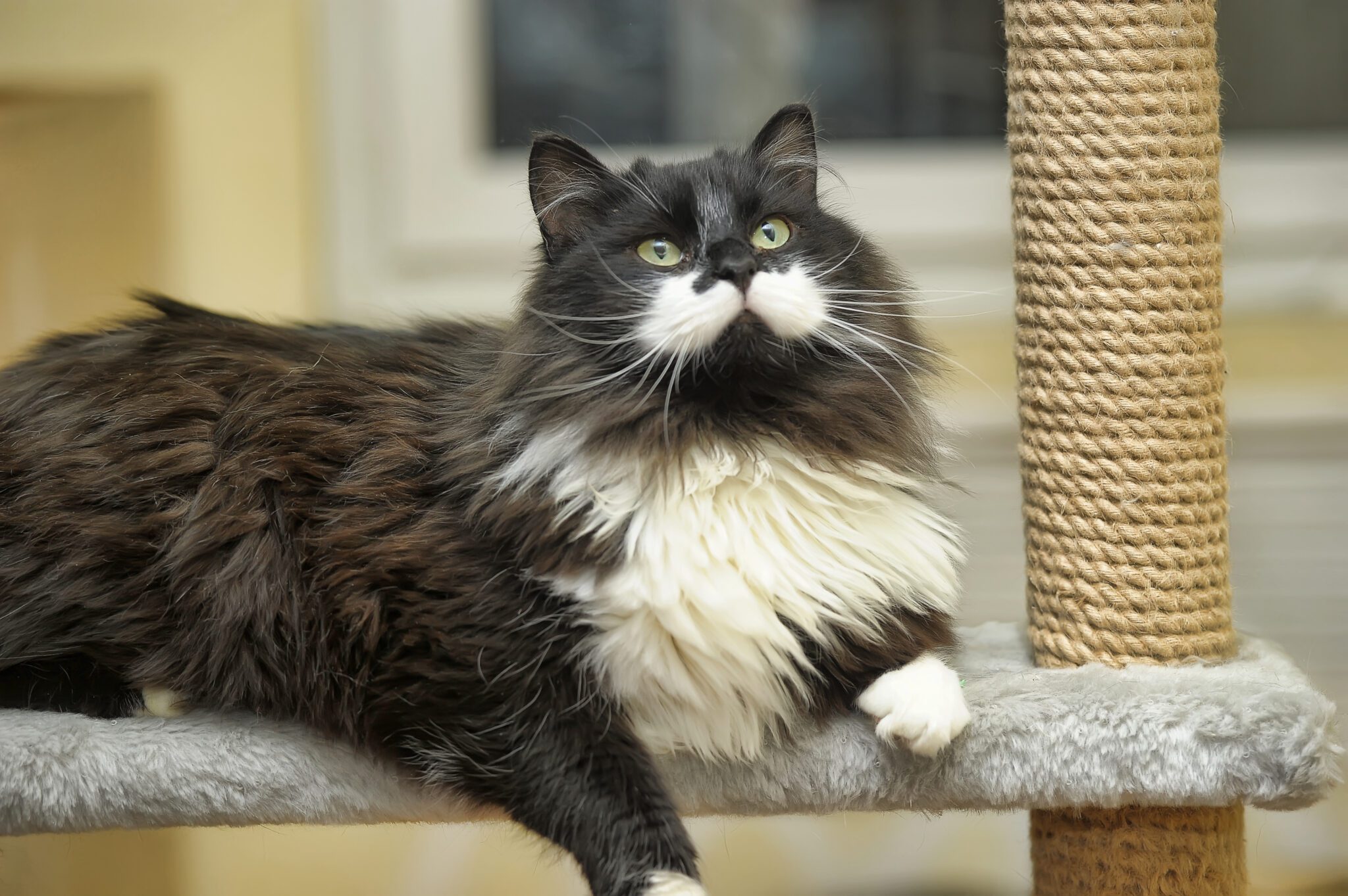 Dog Kennels in Overton, Wakefield Wagging Tails Boarding Kennels